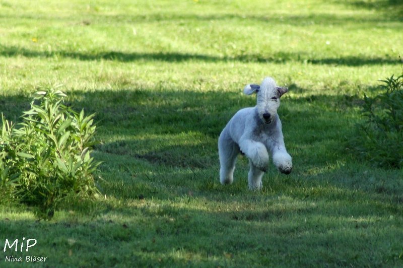 2010-10-03 Coursing-Training GE (23).jpg